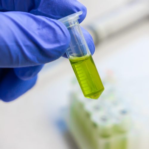 Close up to hands in blue gloves hold microtube with green liquid extract. Synthesis of new vaccine or drug against virus